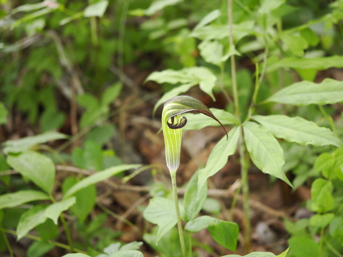 Arisaema longilaminum iNat (1)