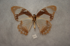Papilio dardanus