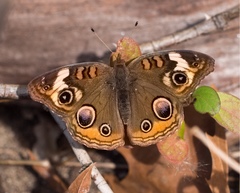 Junonia coenia