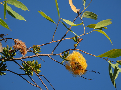 Scarlet Gum (Eucalyptus phoenicea)