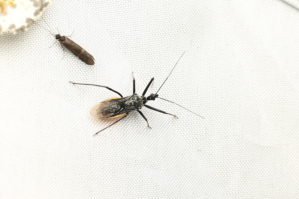 Sphedanolestes gularis