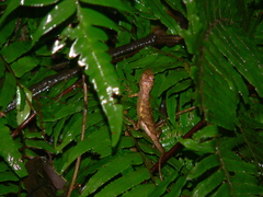 Diploderma polygonatum xanthostomum