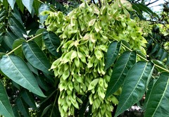 Ailanthus altissima
