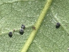 Euthoracaphis umbellulariae