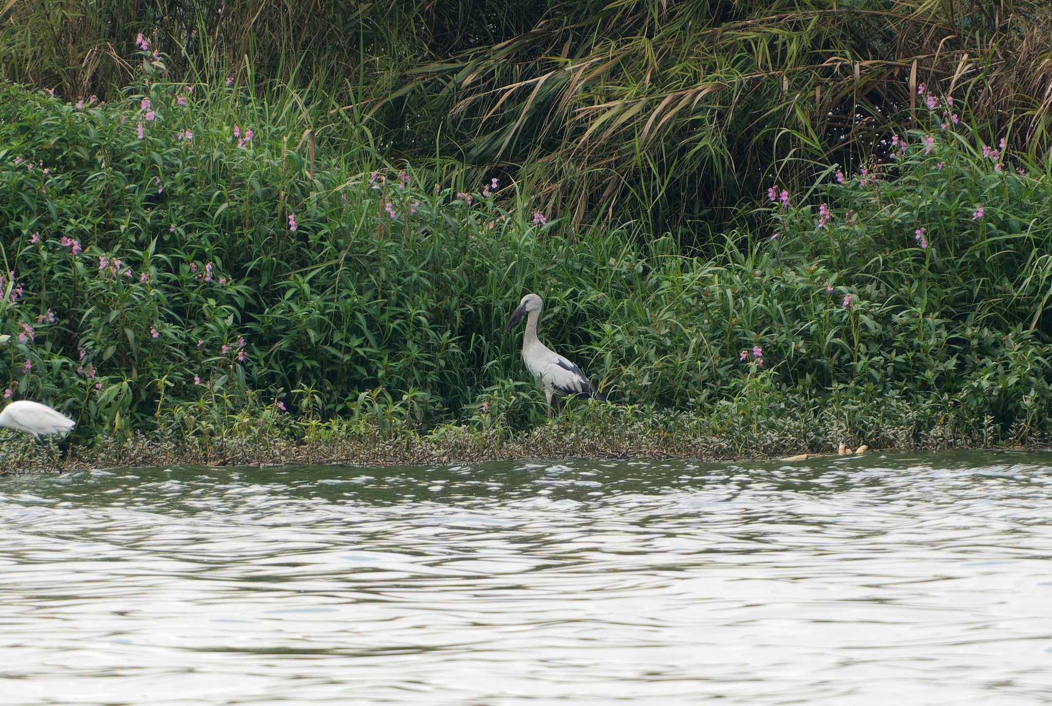Asian Openbill