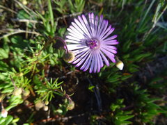 Lampranthus filicaulis