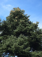 Abies cephalonica