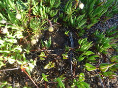 Lampranthus filicaulis