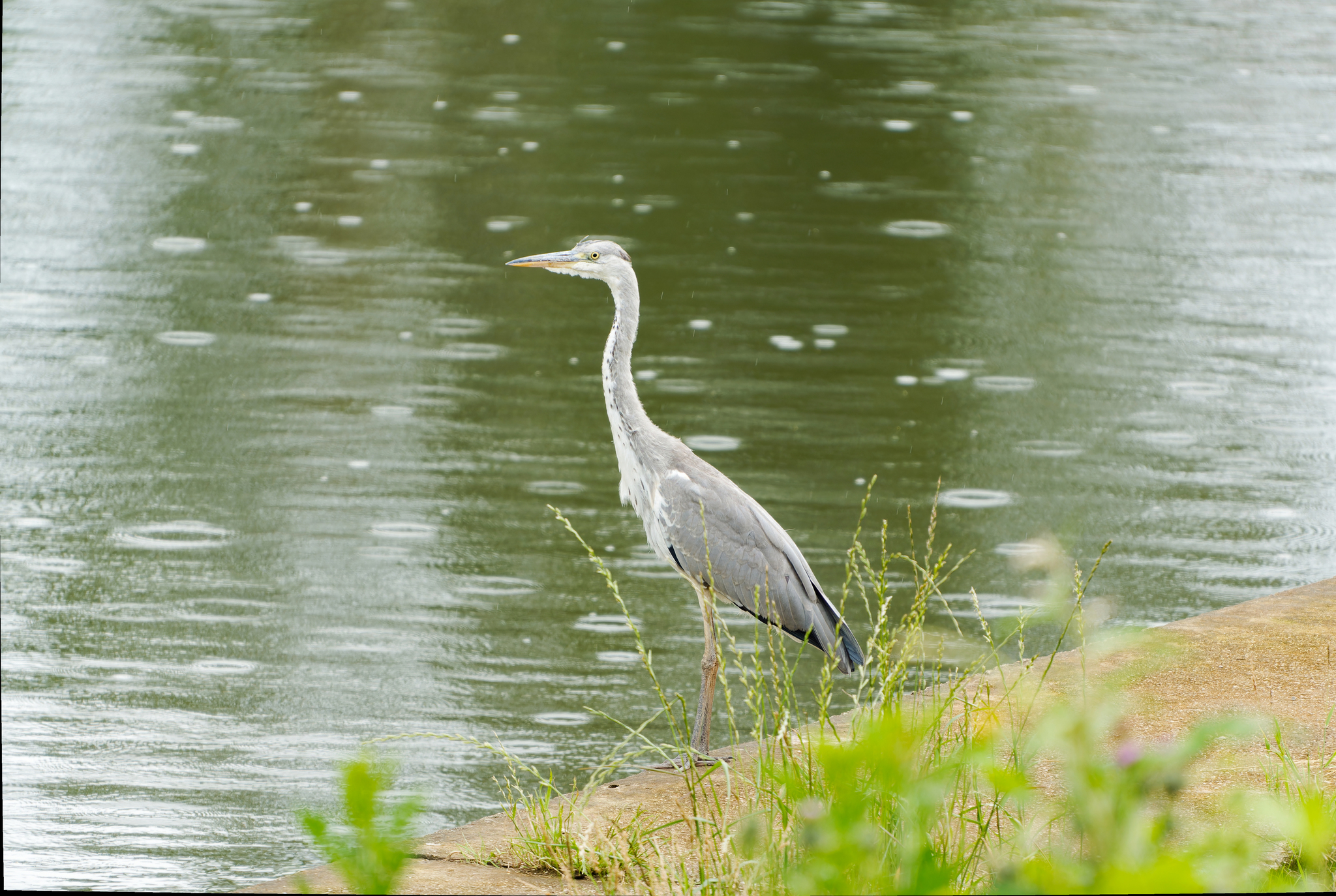 Grey Heron