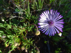 Lampranthus filicaulis