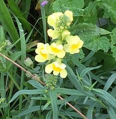 Linaria vulgaris