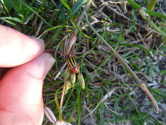 Trichocneorane lineata