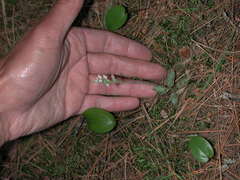 Goodyera tesselata image