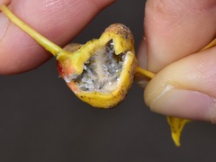 Pemphigus spyrothecae