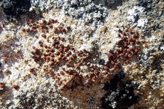 Rufoplaca arenaria