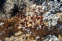 Rufoplaca arenaria