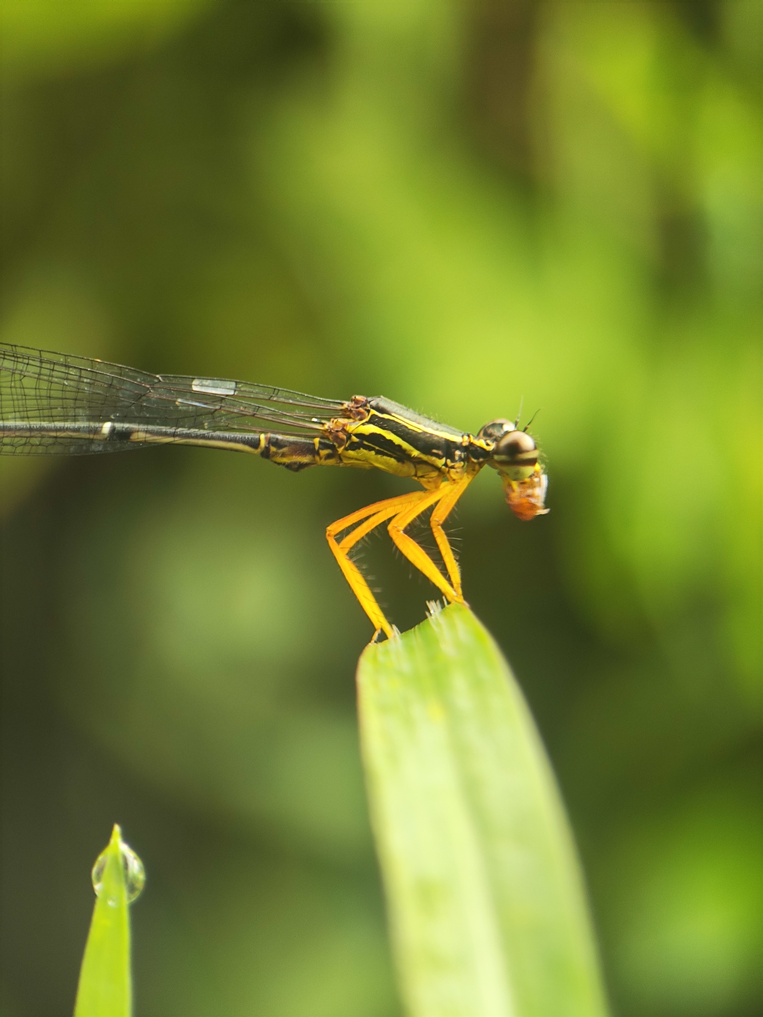 Yellow Featherleg