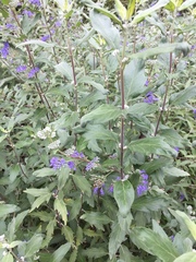Caryopteris × clandonensis