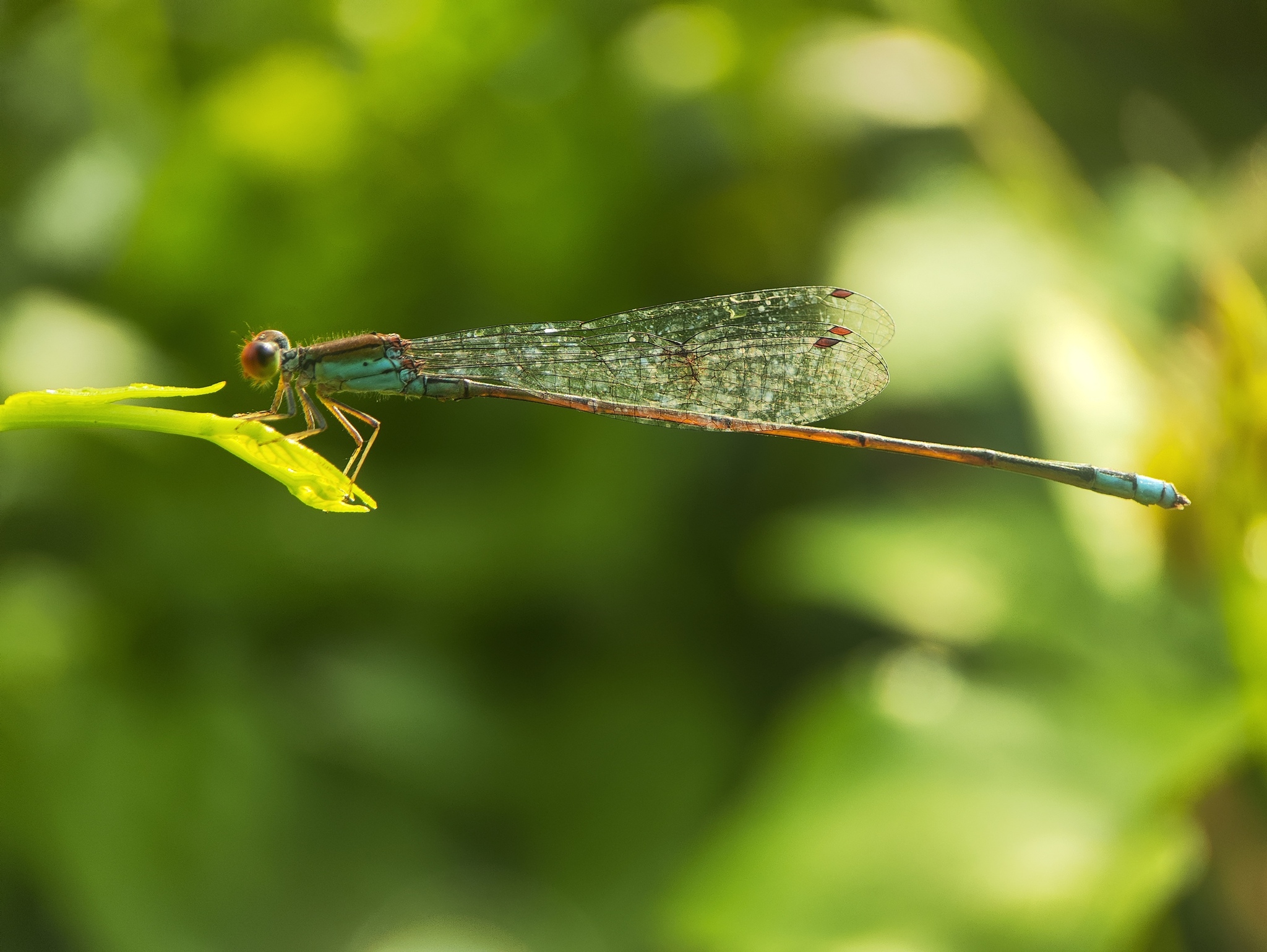 Orange-Faced Sprite