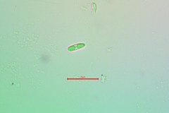 Rufoplaca arenaria