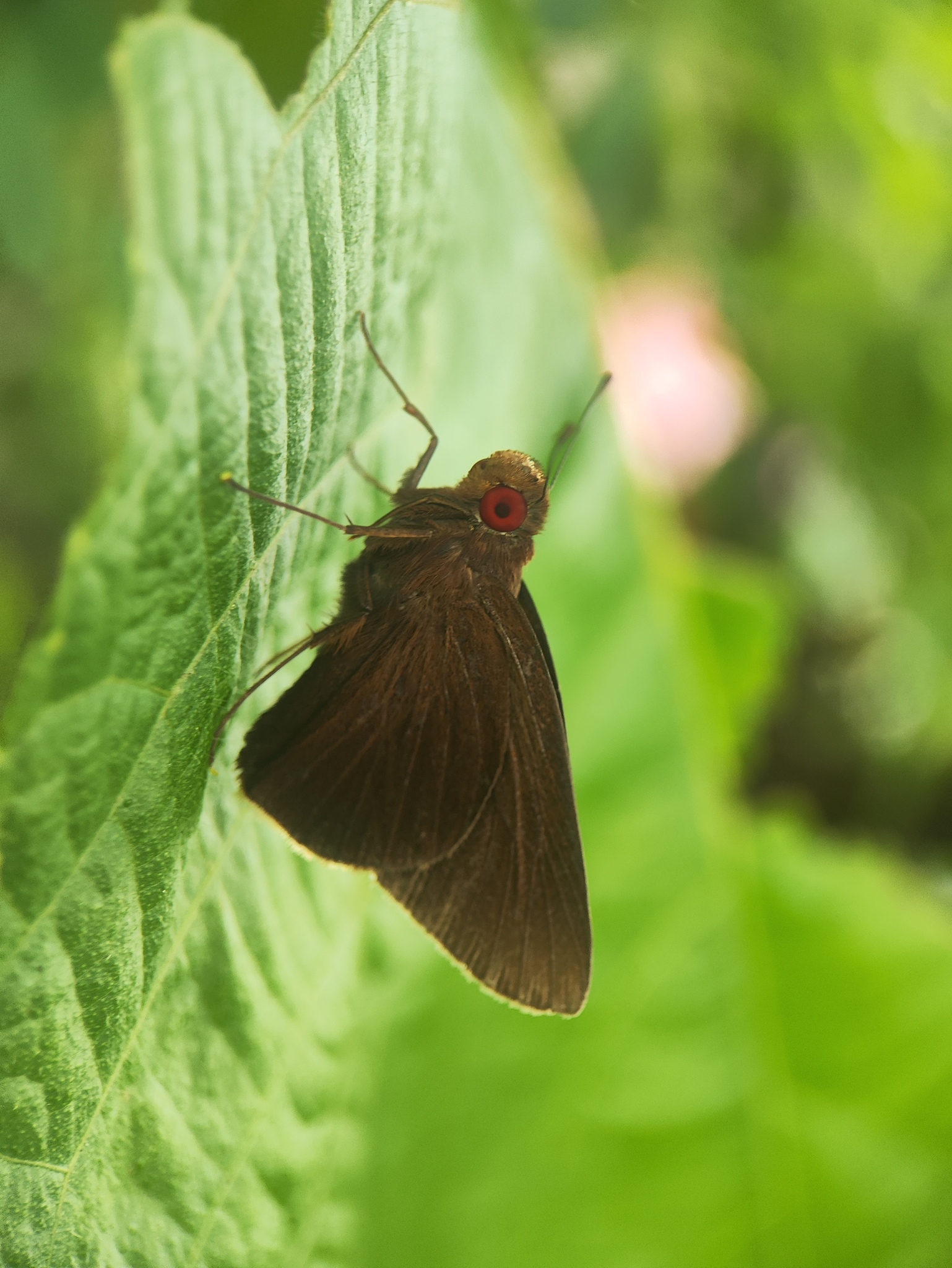 Common Branded Redeye