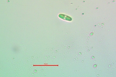 Rufoplaca arenaria