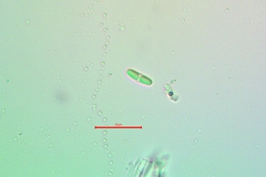 Rufoplaca arenaria