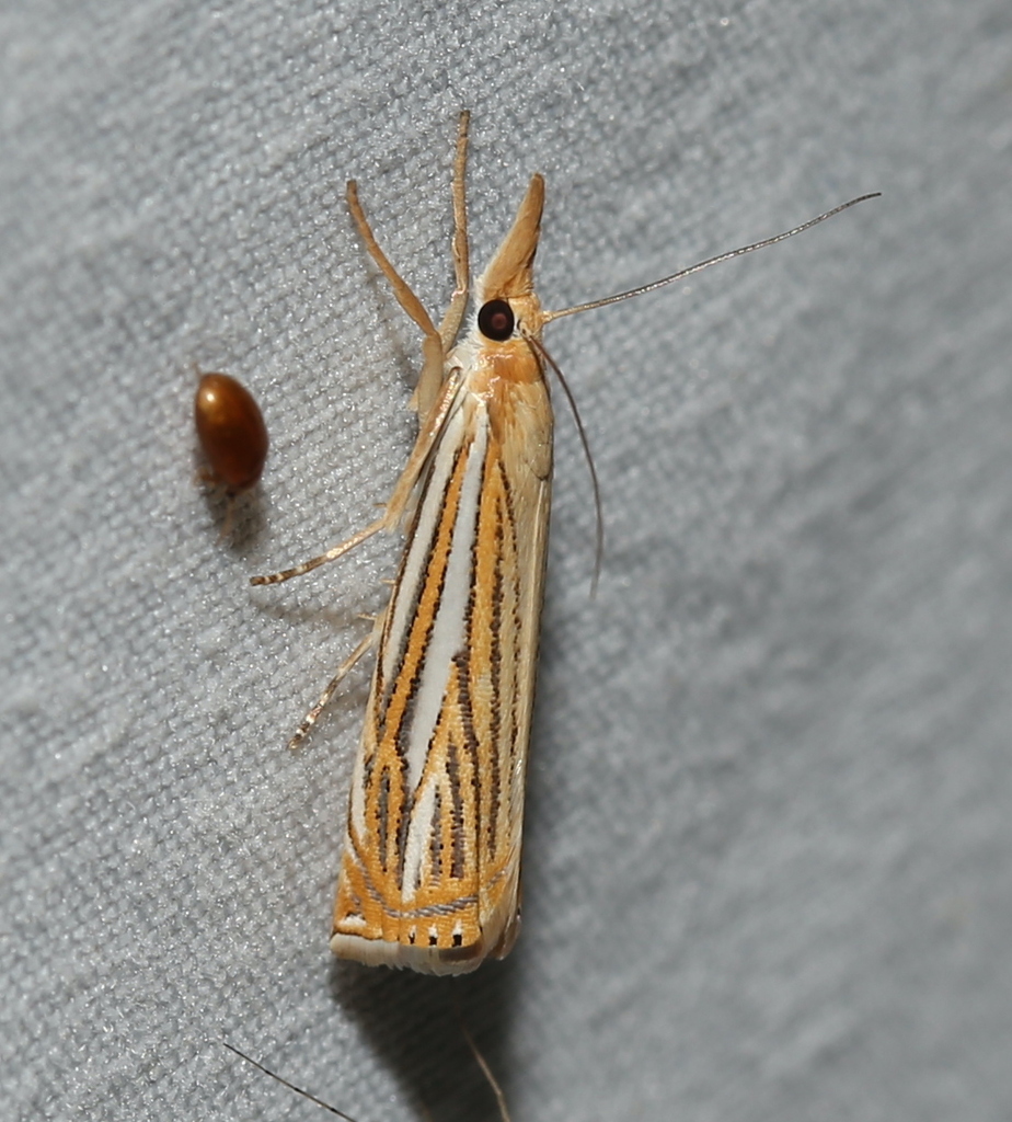 Crambus multilinellus