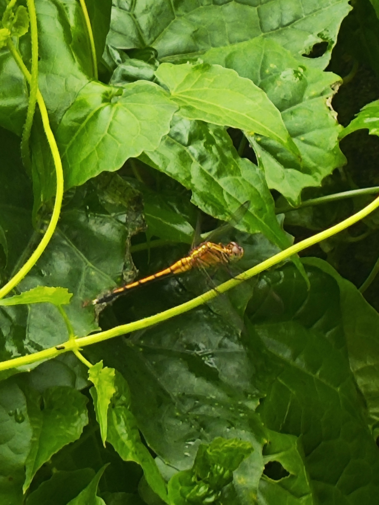 Marsh Skimmer