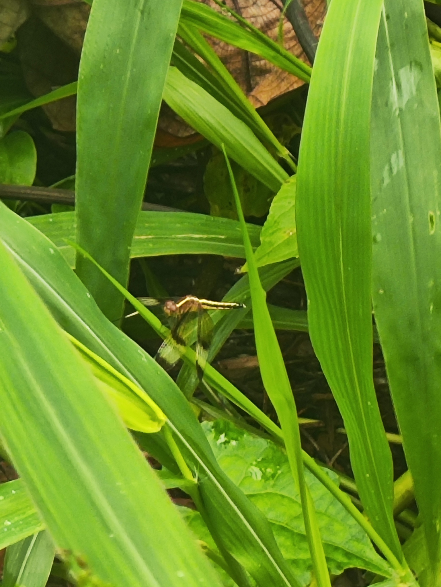 Pied Paddy Skimmer