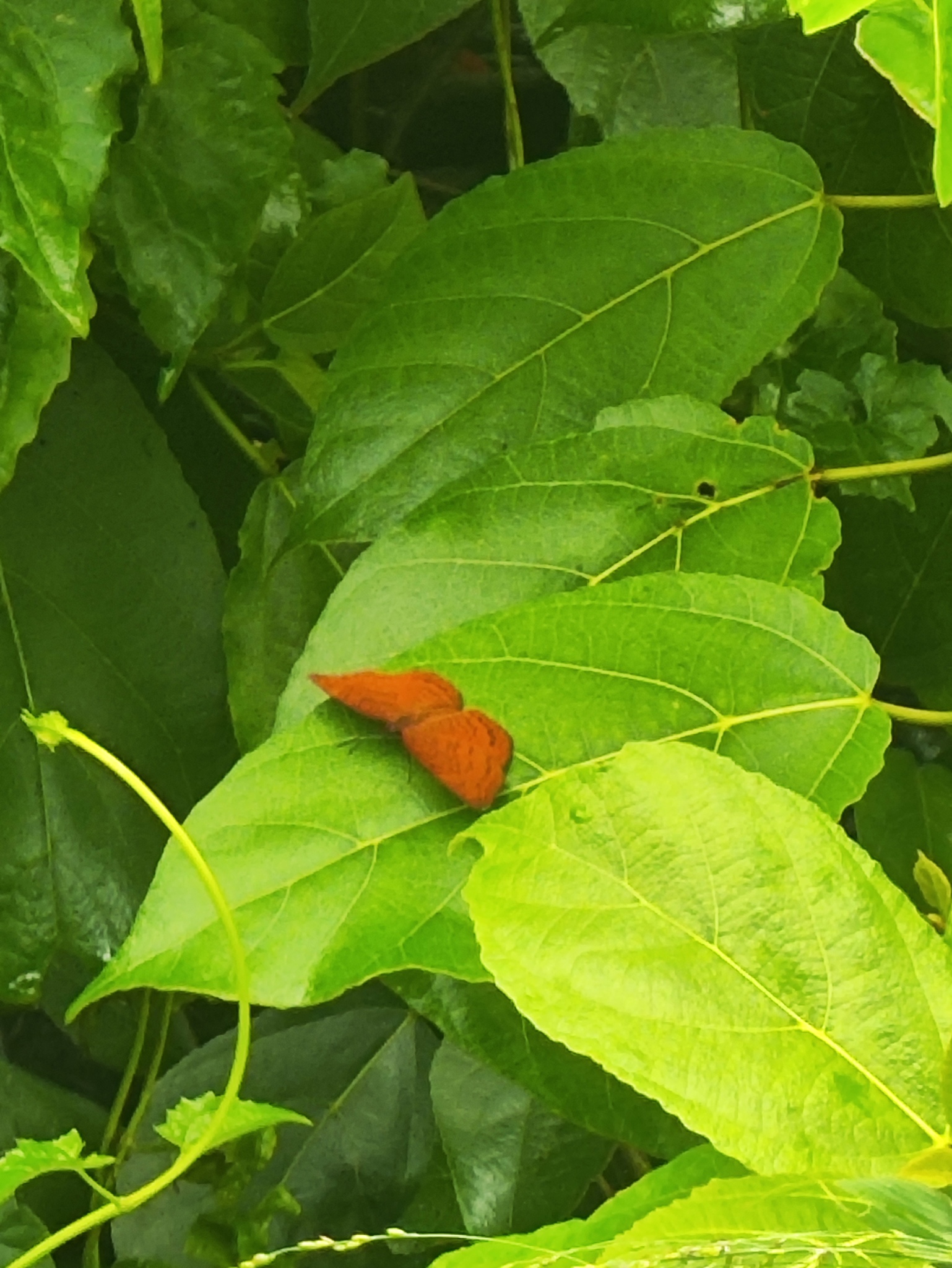 Common Castor
