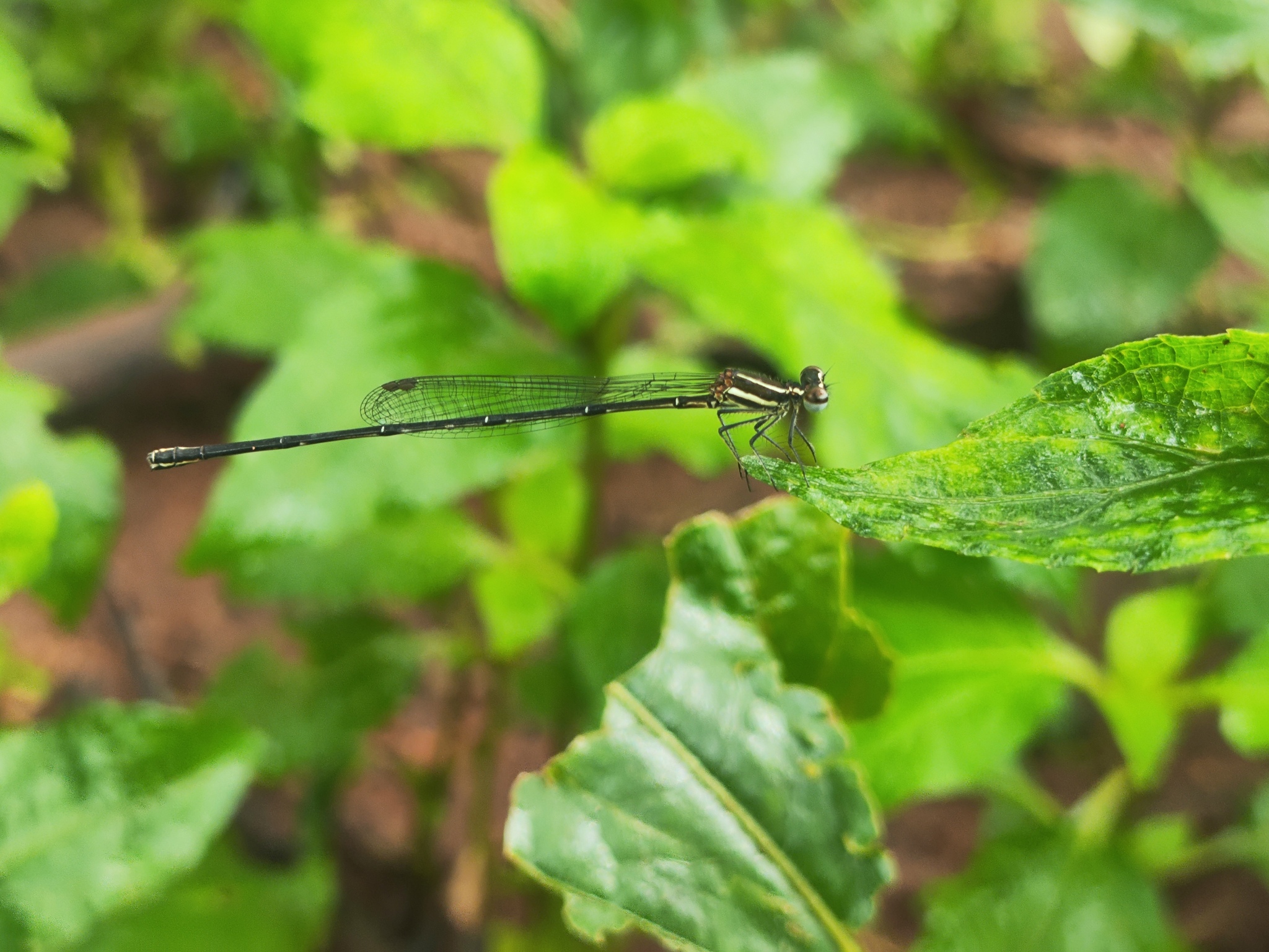 Orange-Striped Threadtail