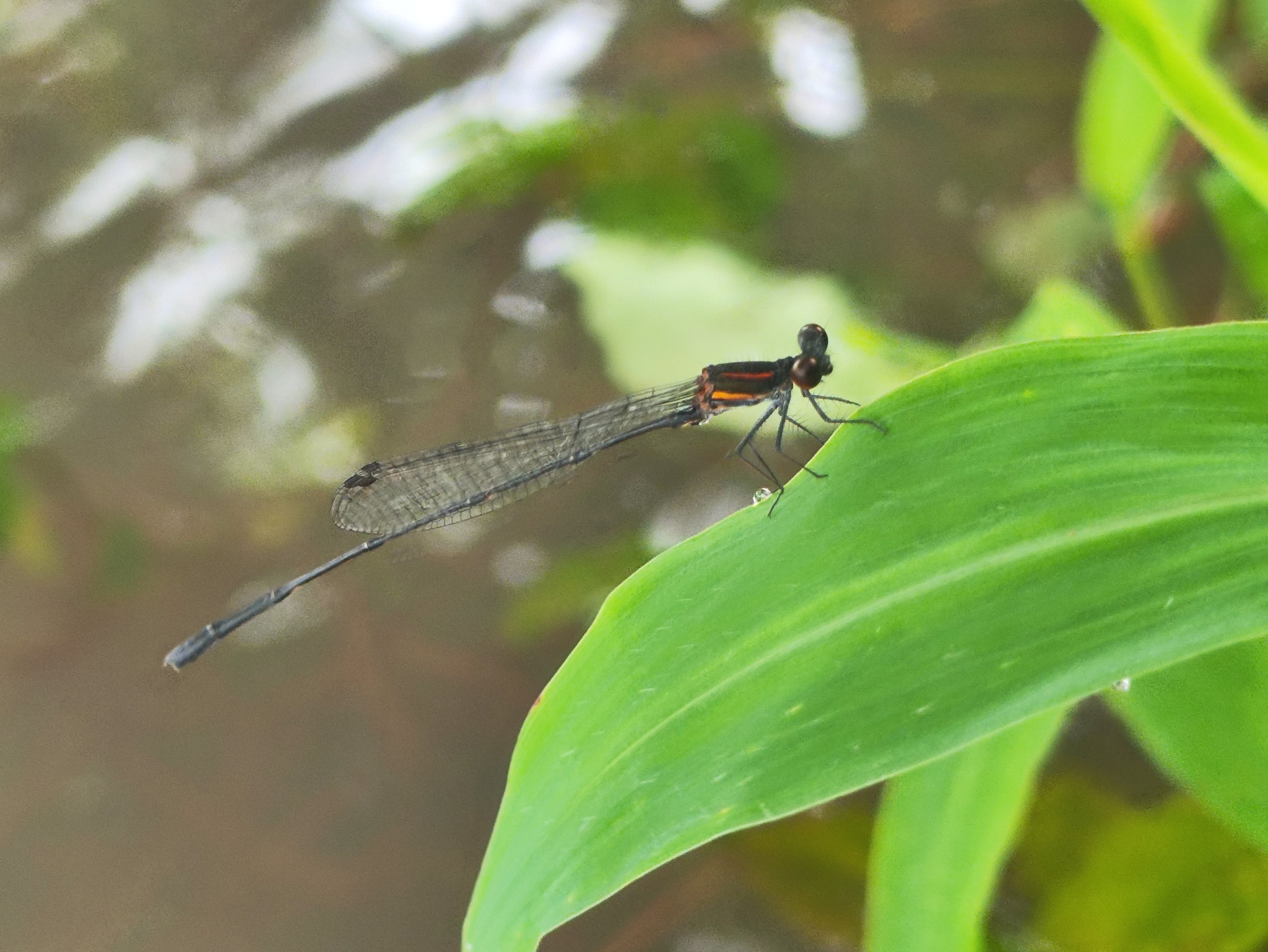 Orange-Striped Threadtail