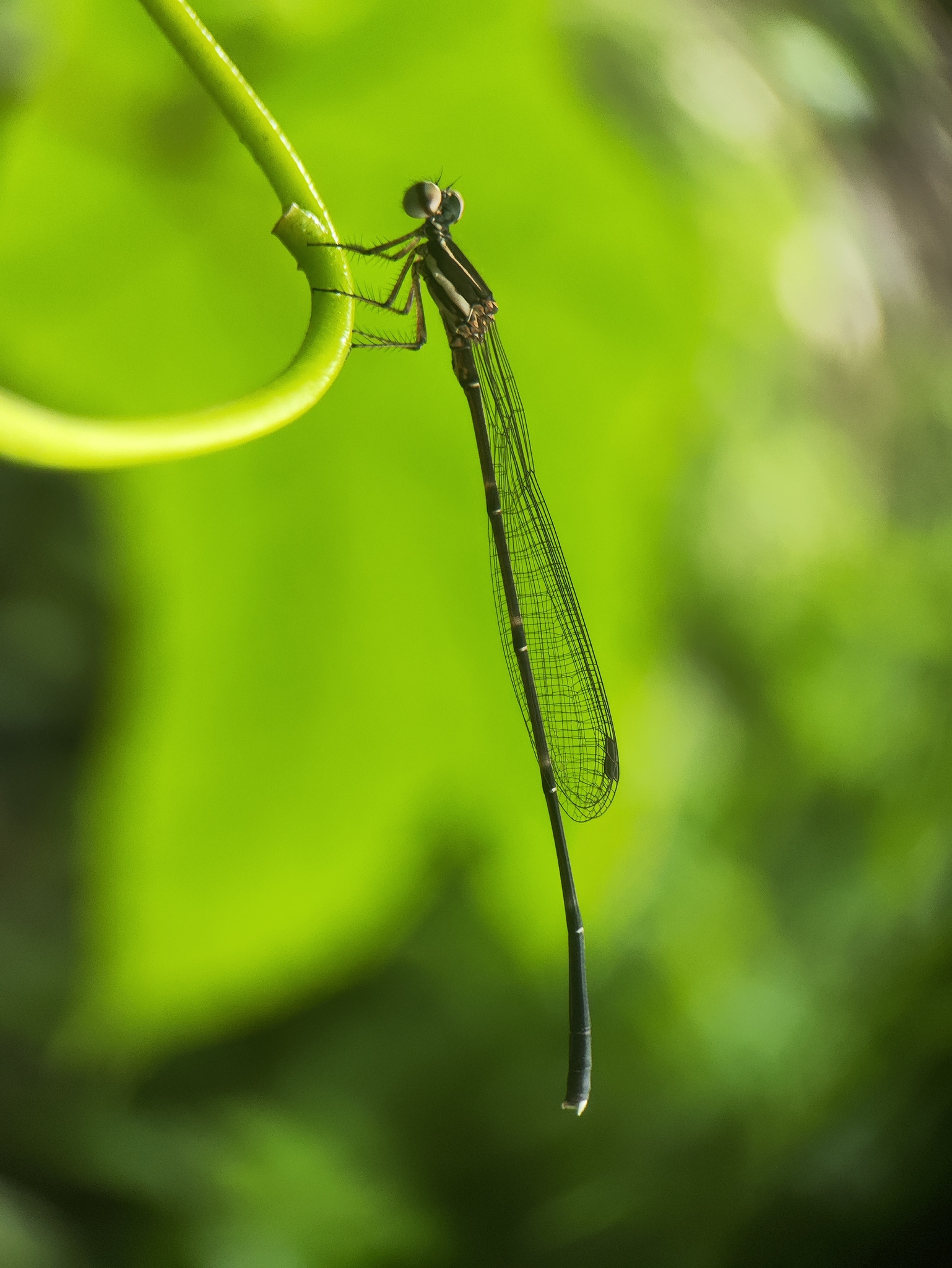 Orange-Striped Threadtail