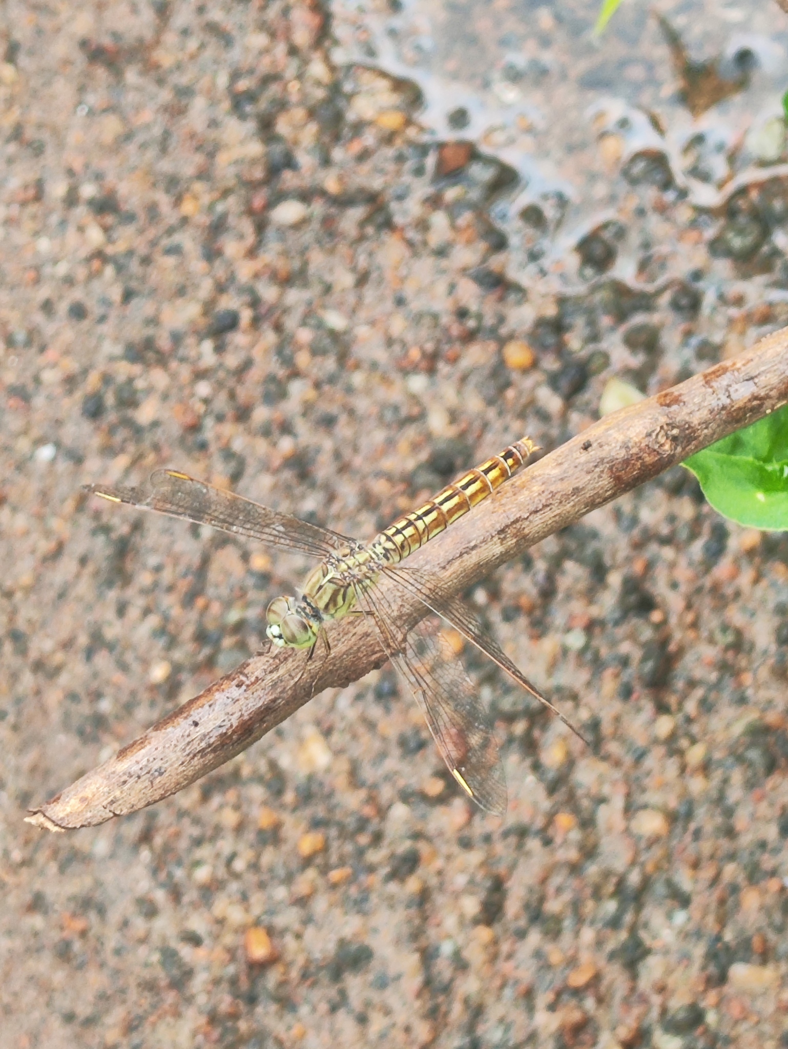Ditch Jewel