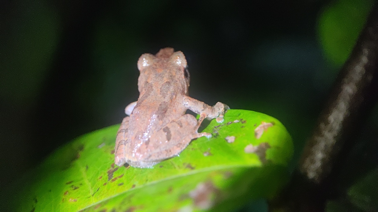 Wynaad Brown Eared Shrub Frog