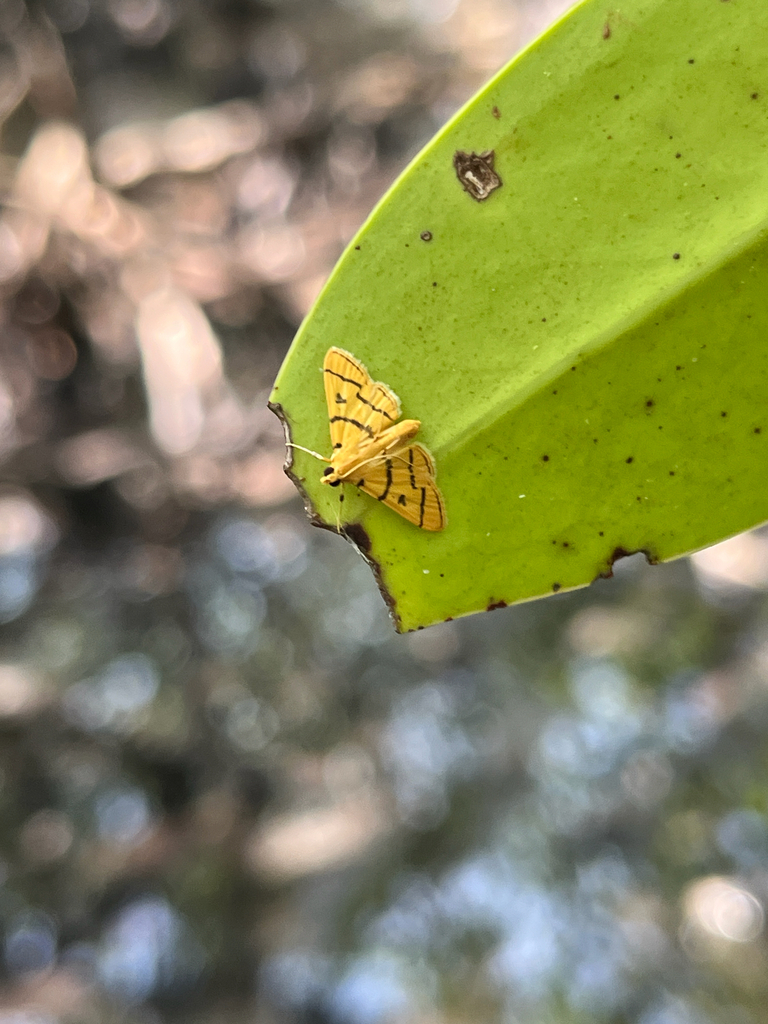 Dichocrocis frenatalis
