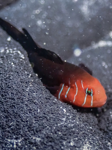 Gobiodon quinquestrigatus observed 2024-06-13