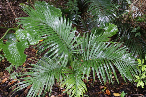 Satakentia liukiuensis iNat (2)