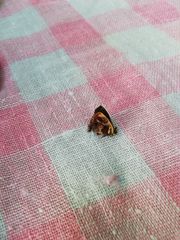 Anteros carausius carausius