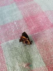 Anteros carausius carausius