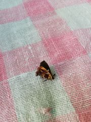 Anteros carausius carausius