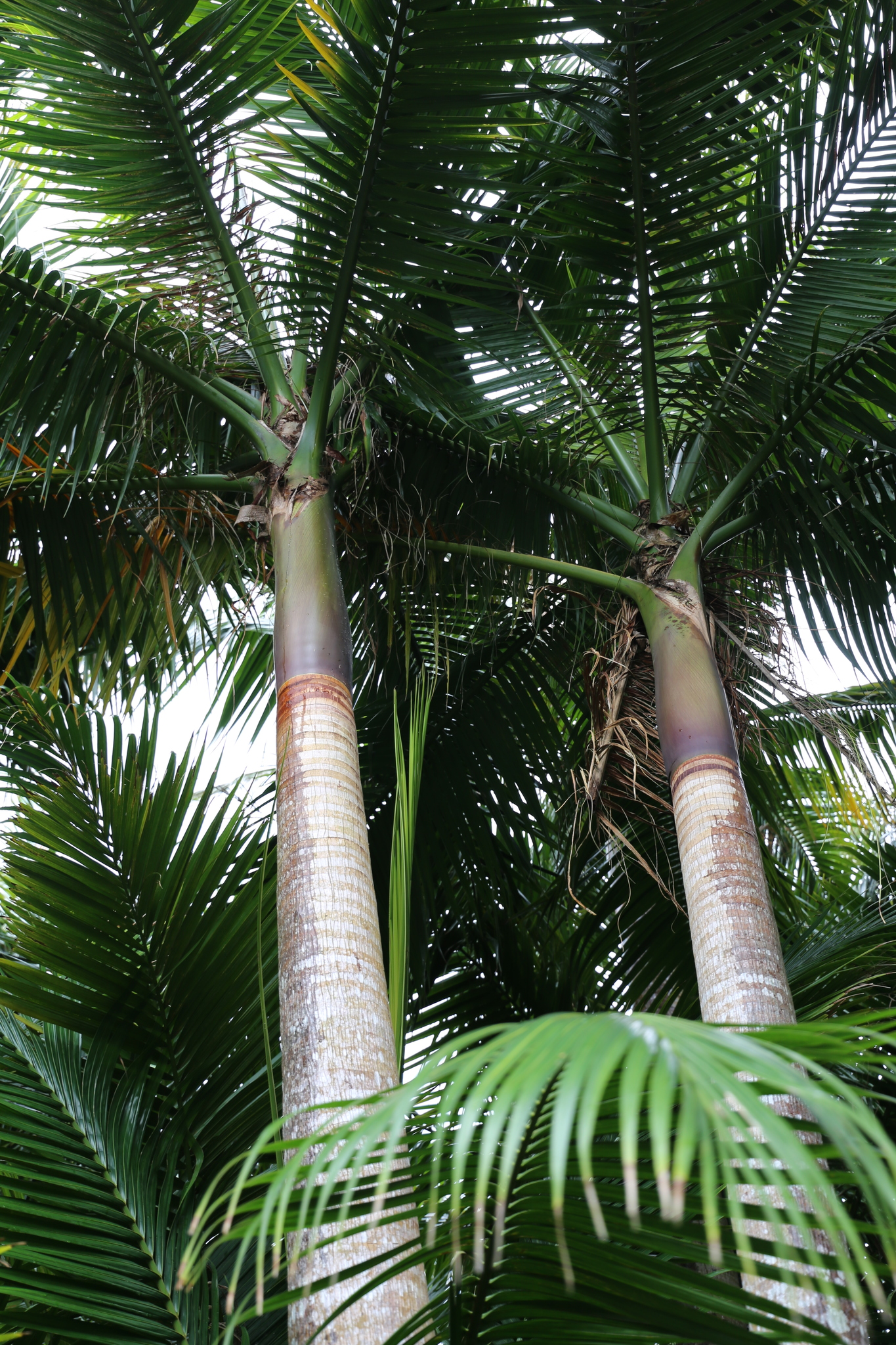 Satakentia liukiuensis · iNaturalist