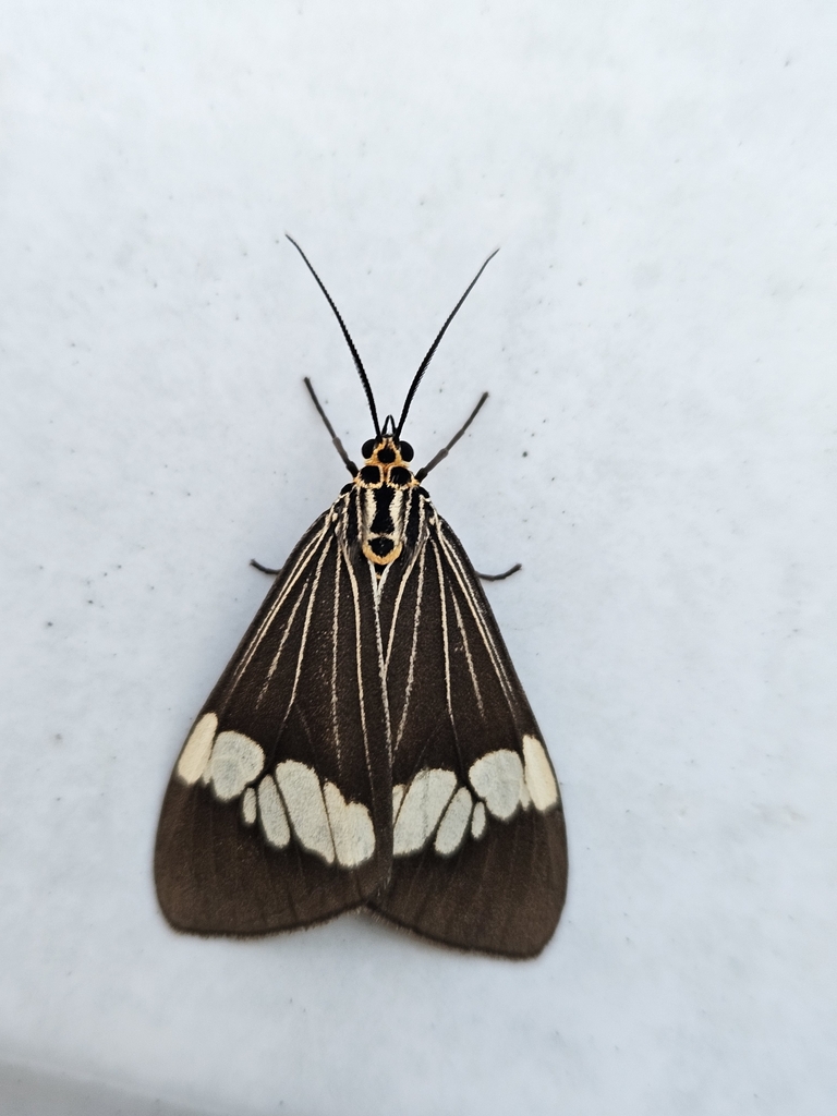 Asian Magpie Moth