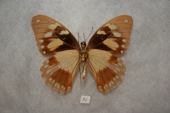 Papilio dardanus