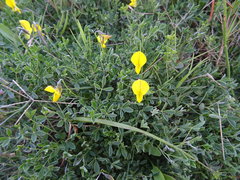 Crotalaria excisa