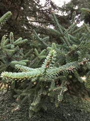 Abies pinsapo