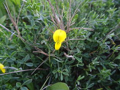 Crotalaria excisa