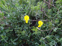 Crotalaria excisa
