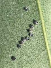 Euthoracaphis umbellulariae